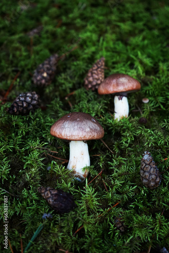 Mushrooms grow among moss and cones