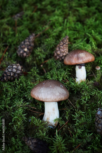 Mushrooms grow among moss and cones © Kateryna