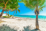 Palm trees under a shining sun in Raisins Clairs beach