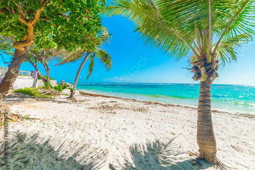 Fototapeta Naklejka Na Ścianę i Meble -  Palm trees under a shining sun in Raisins Clairs beach