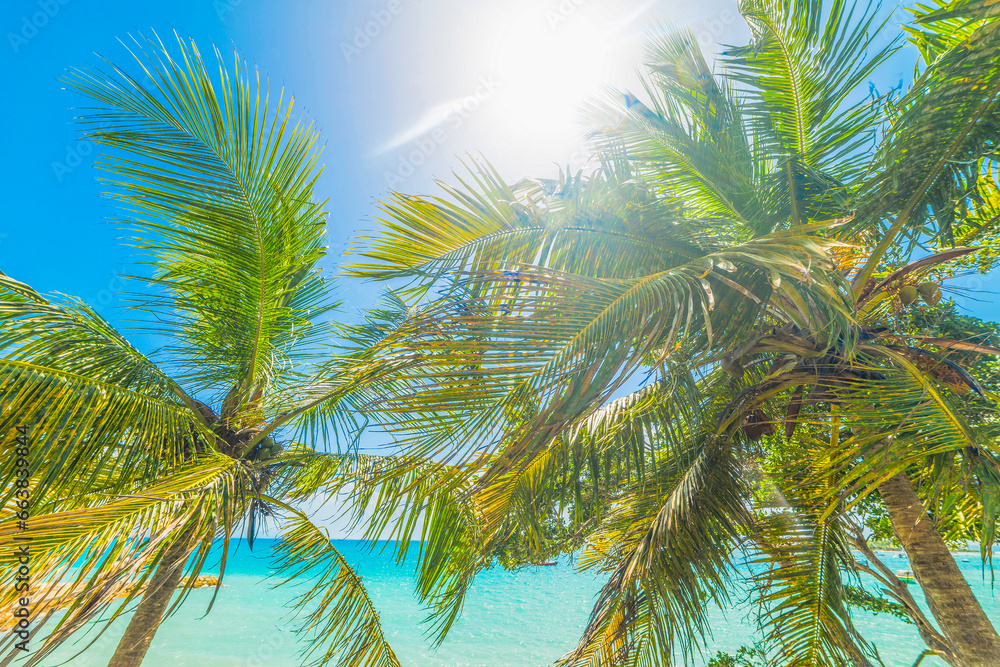 Coconut palm trees under a shining sun in Guadeloupe