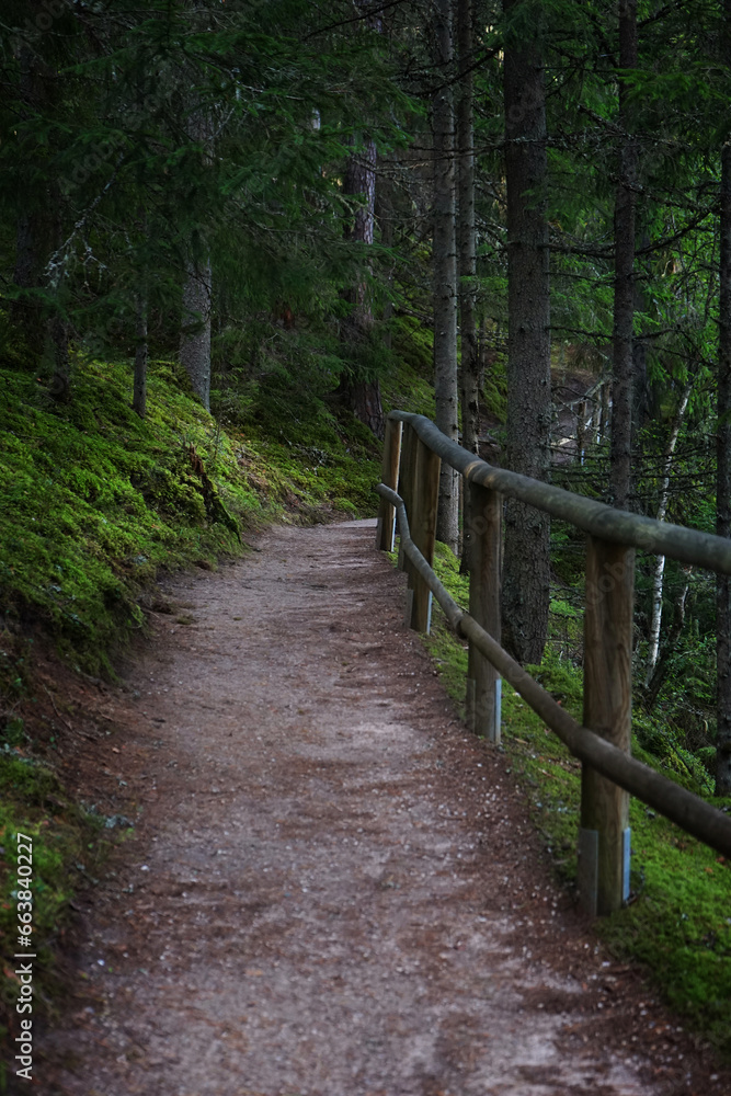 Forest path with wooden railings among green trees and grass Forest path with wooden railings among green trees and grass
