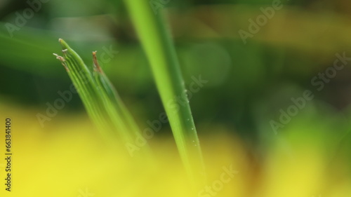 Closeup spring detail flower yellow green background