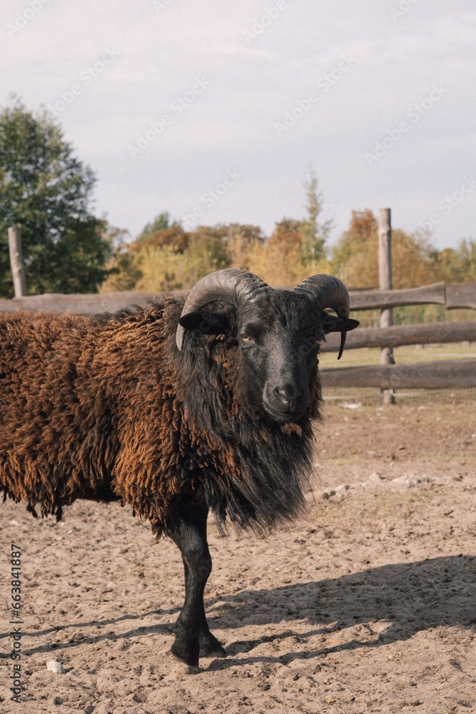 Obraz premium sheep in a field