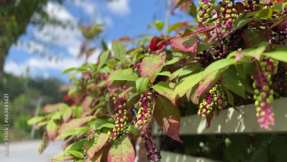 natural scenery autumn scenery flowers natural scenery autumn scenery flowers