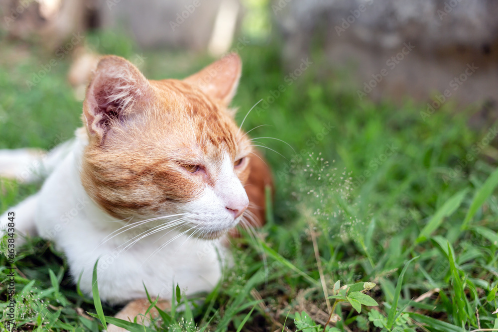 Close-up headshot of a cute chubby white chubby  orange cat lying and looking at the camera on green grass in garden