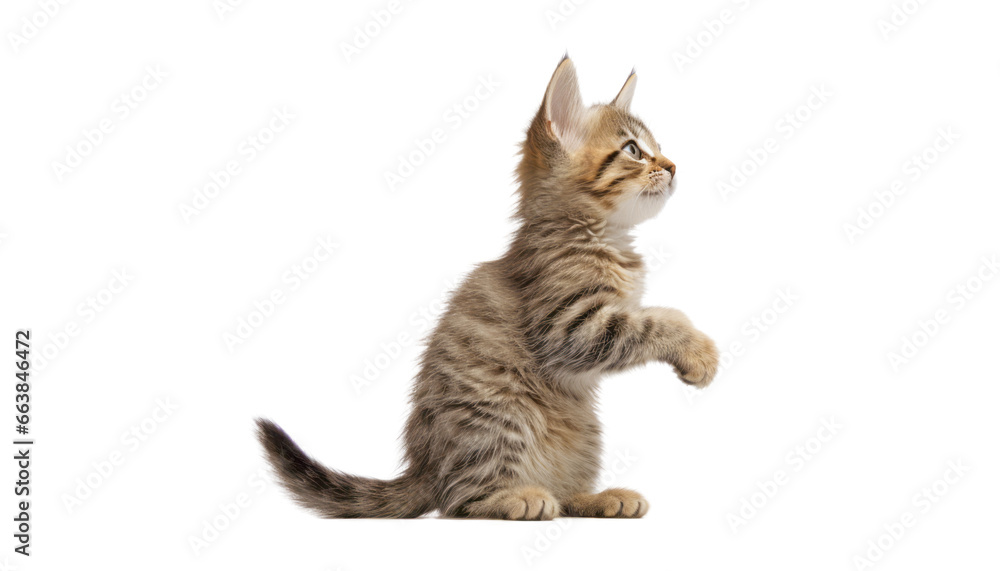 play scottish fold cat isolated on transparent background cutout