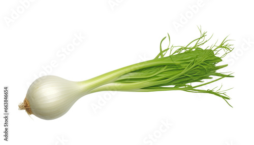 onion isolated on transparent background cutout
