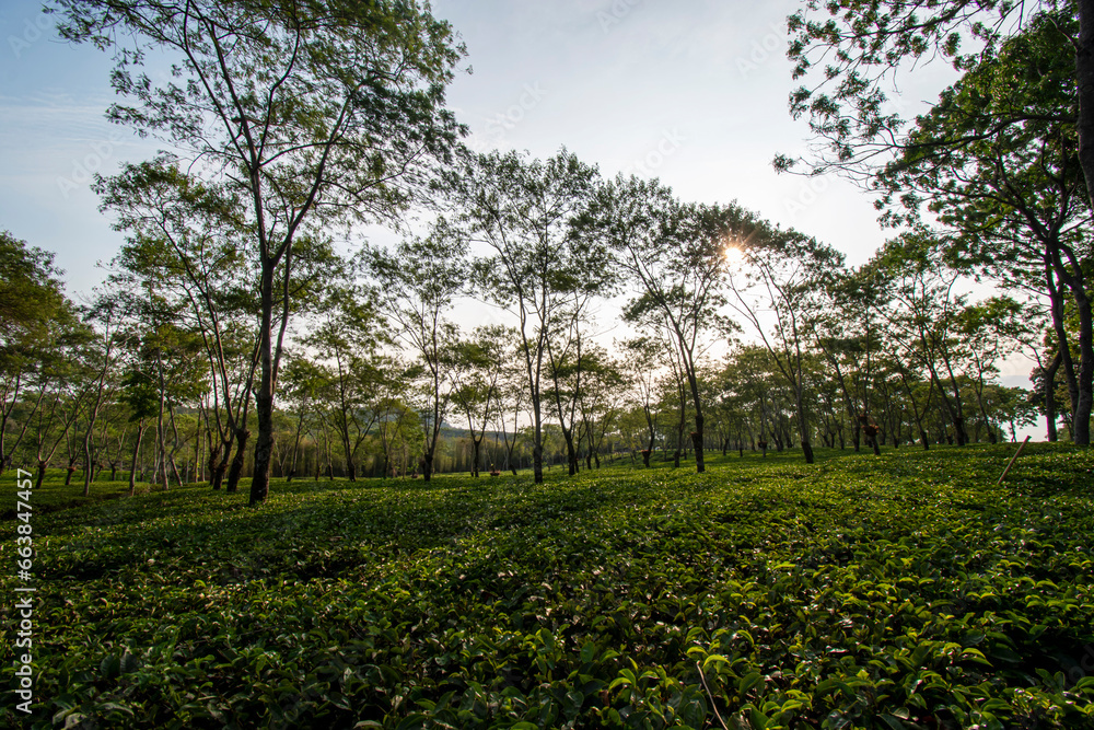 Tea plants in the plantation