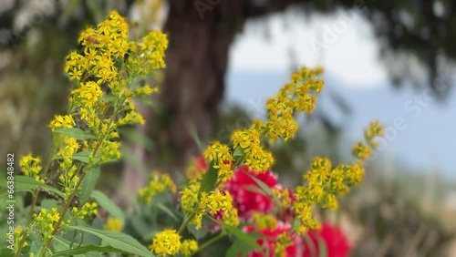 natural scenery autumn scenery flowers