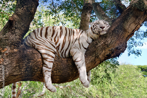Tableau sur toile Bengal white tiger - Panthera tigris tigris