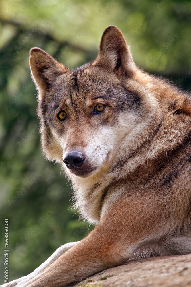 Obraz premium Gray Wolf - Canis Lupus