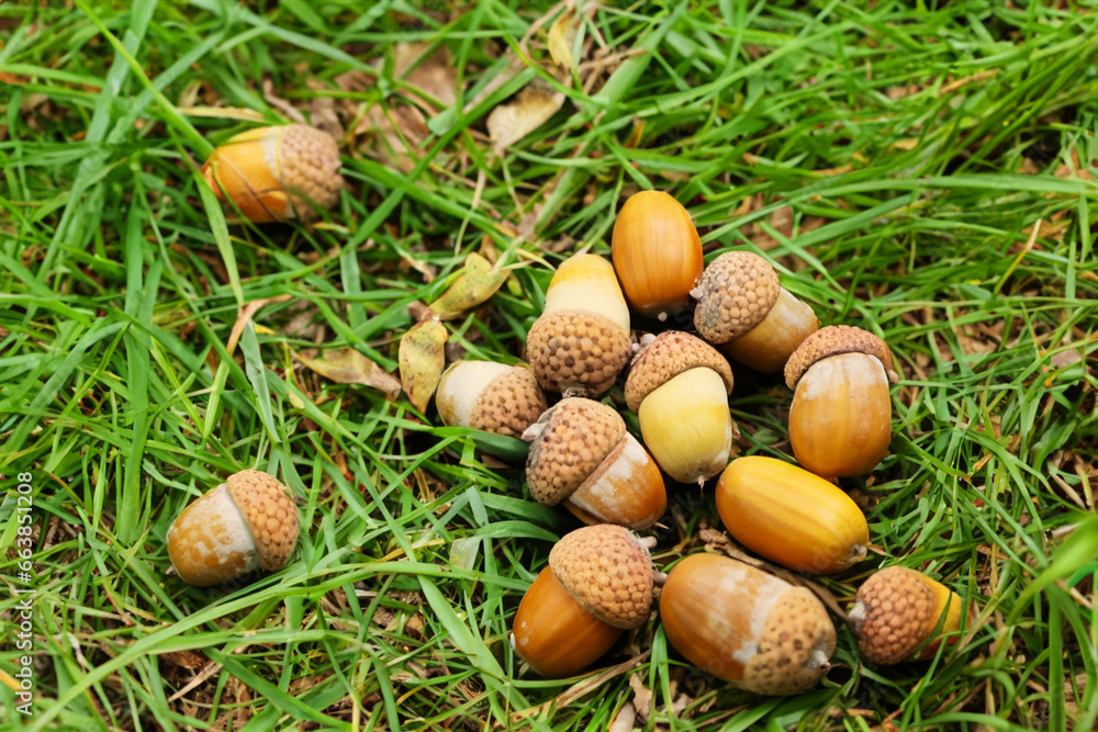 small brown nuts with a cap lie in nature on green grass. AI GENERATE small brown nuts with a cap lie in nature on green grass. AI GENERATE