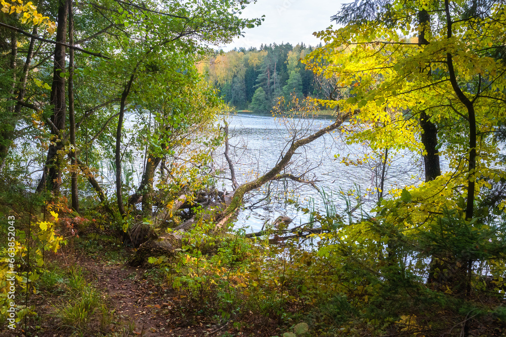 Landscape of river and forest in autumn. Fallen trees on the river. Autumn landscape of river and her banks with yellow bushes and trees.