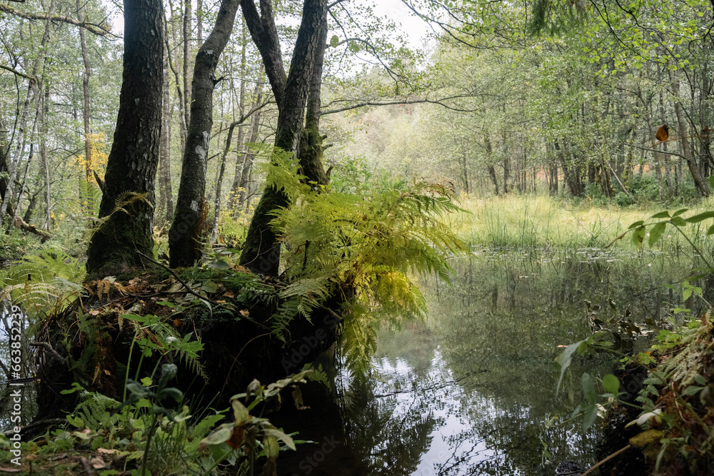 View of fern and swampy area. Swampy area near the Vyacha reservoir in autumn cloudy day. Dark tree trunks covered with moss.
