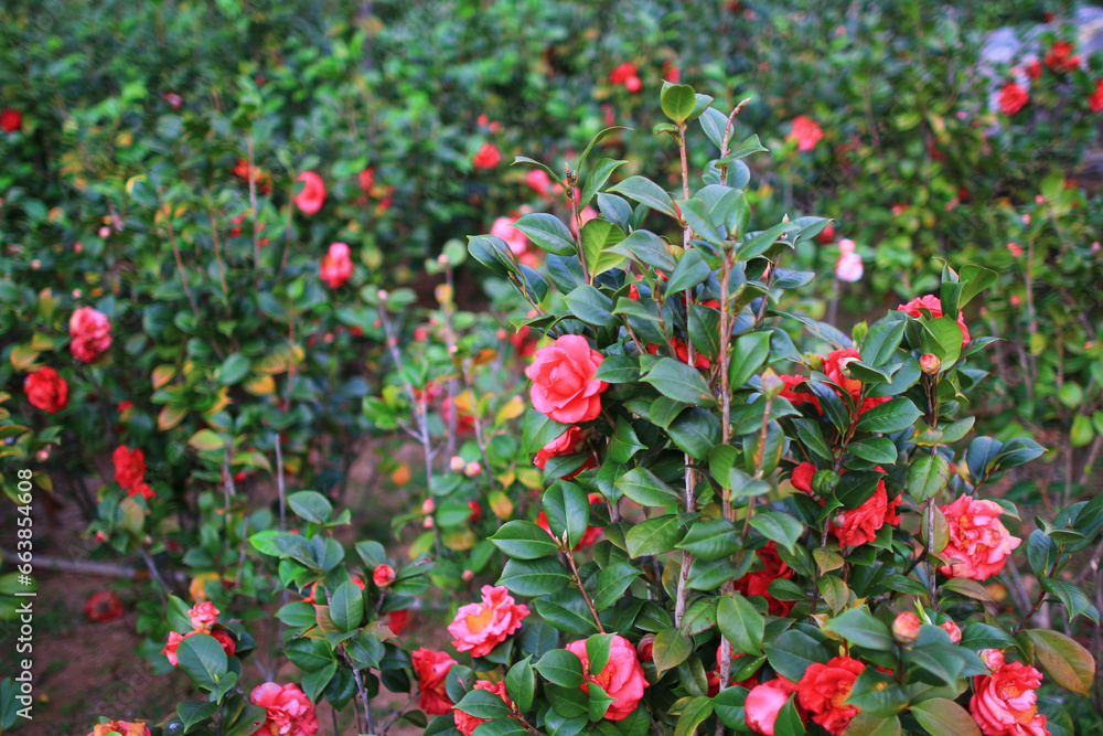 a red Camellia japonica, the spring garden
