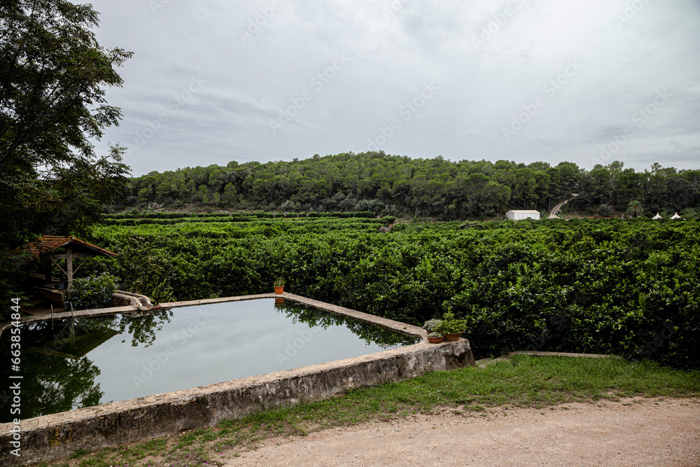 Fototapeta premium organic orange cultivation farm with a water pond