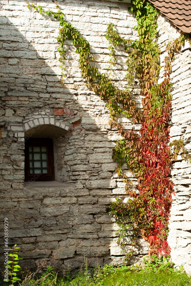 Ancient gray stone wall with arched window and curly plant in Tallinn. Texture Ancient gray stone wall with arched window and curly plant in Tallinn. Texture