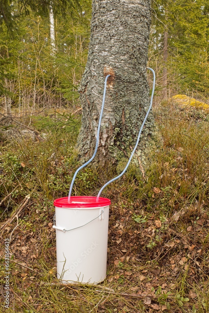 Birch sap collecting in a white plastic bucket with red cover in spring. Birch sap collecting in a white plastic bucket with red cover in spring.