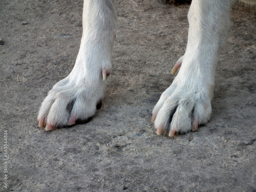 Fototapeta premium Zampa