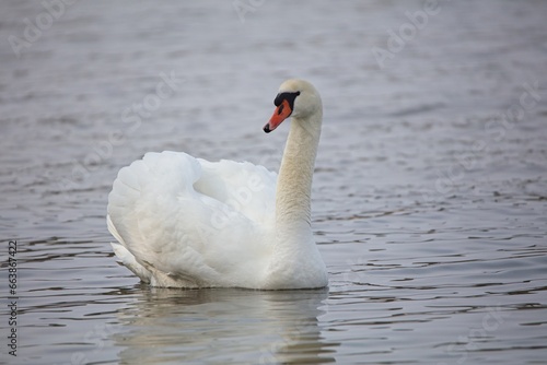 Mute swan (Cygnus olor) swimming in sea in spring.