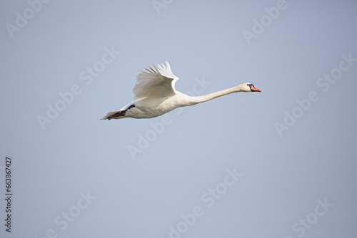 Mute swan (Cygnus olor) in flight in spring.