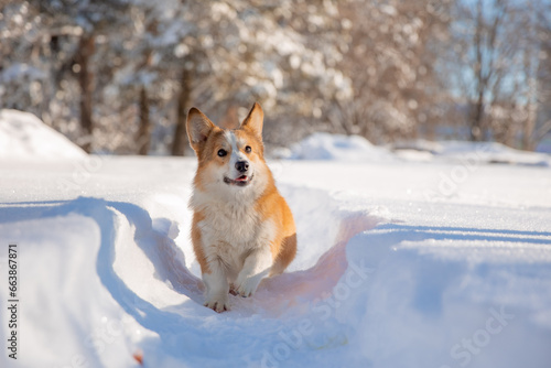cute welsh corgi dog walking in the snow in winter