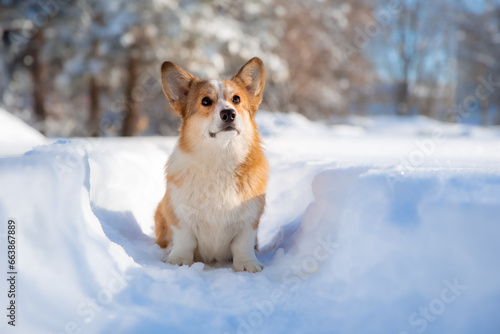 cute welsh corgi dog walking in the snow in winter © Olesya Pogosskaya