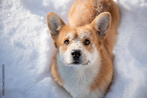cute welsh corgi dog walking in the snow in winter