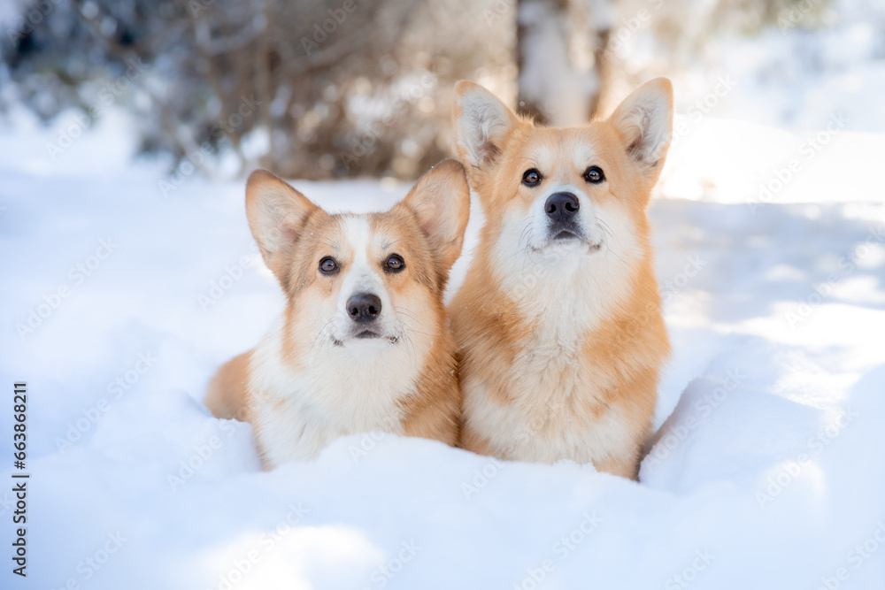 cute two welsh corgi dogs on a walk in winter walking in the snow cute two welsh corgi dogs on a walk in winter walking in the snow