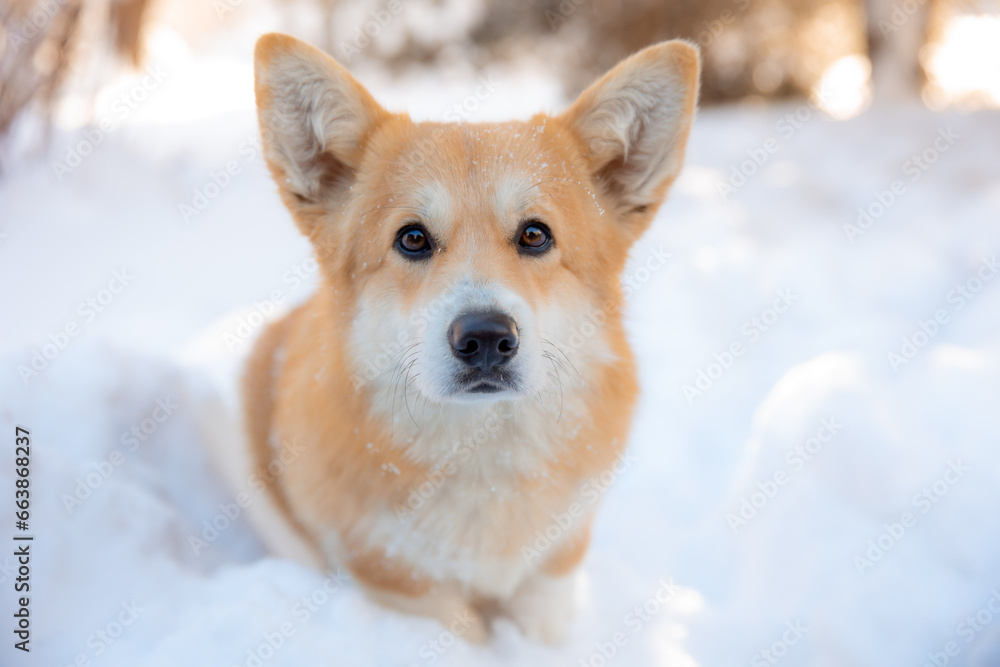 cute welsh corgi dog walking in the snow in winter cute welsh corgi dog walking in the snow in winter