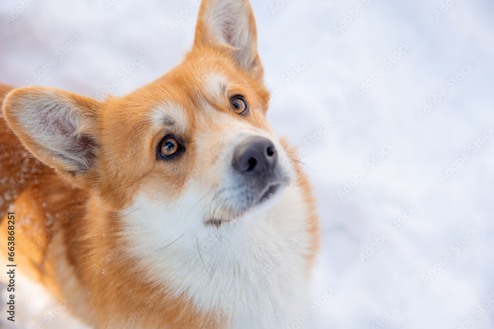 Obraz premium cute welsh corgi dog walking in the snow in winter