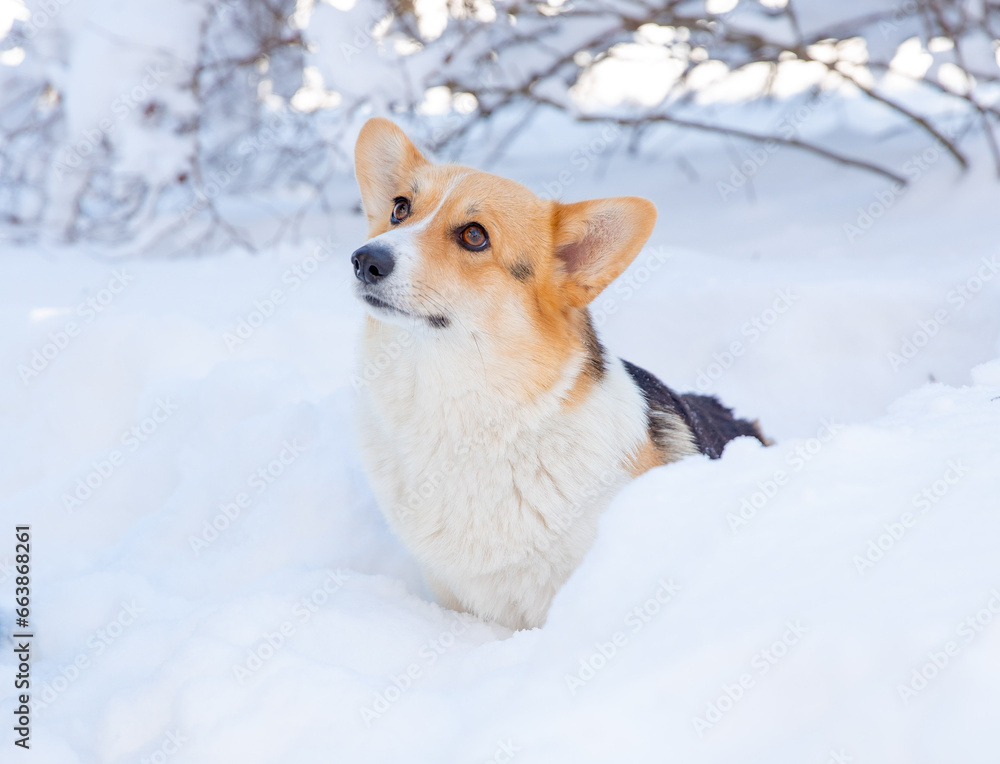 cute welsh corgi dog walking in the snow in winter cute welsh corgi dog walking in the snow in winter