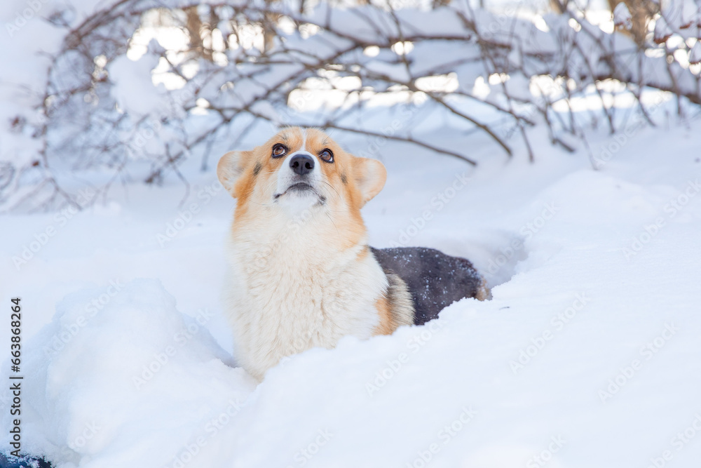 cute welsh corgi dog walking in the snow in winter