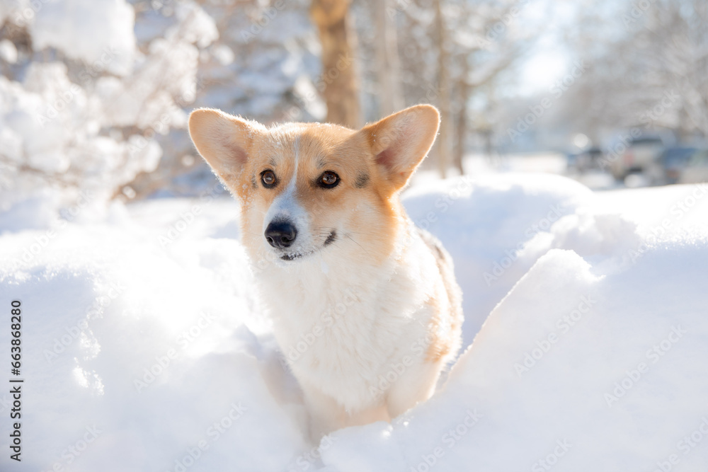 cute welsh corgi dog walking in the snow in winter cute welsh corgi dog walking in the snow in winter