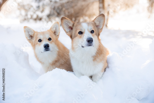 cute two welsh corgi dogs on a walk in winter walking in the snow