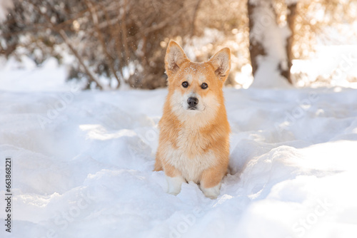 cute welsh corgi dog walking in the snow in winter © Olesya Pogosskaya