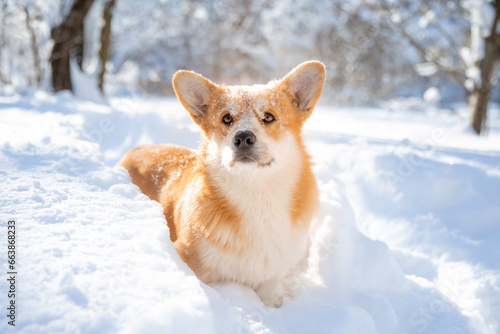 cute welsh corgi dog walking in the snow in winter