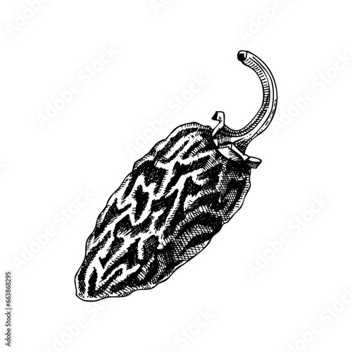 Chipotle sketches. Dried ripe jalapeno chili pepper. Hot spices, vegetables, healthy food hand drawn vector illustration. Mexican cuisine menu design elements. Mexican food ingredinets