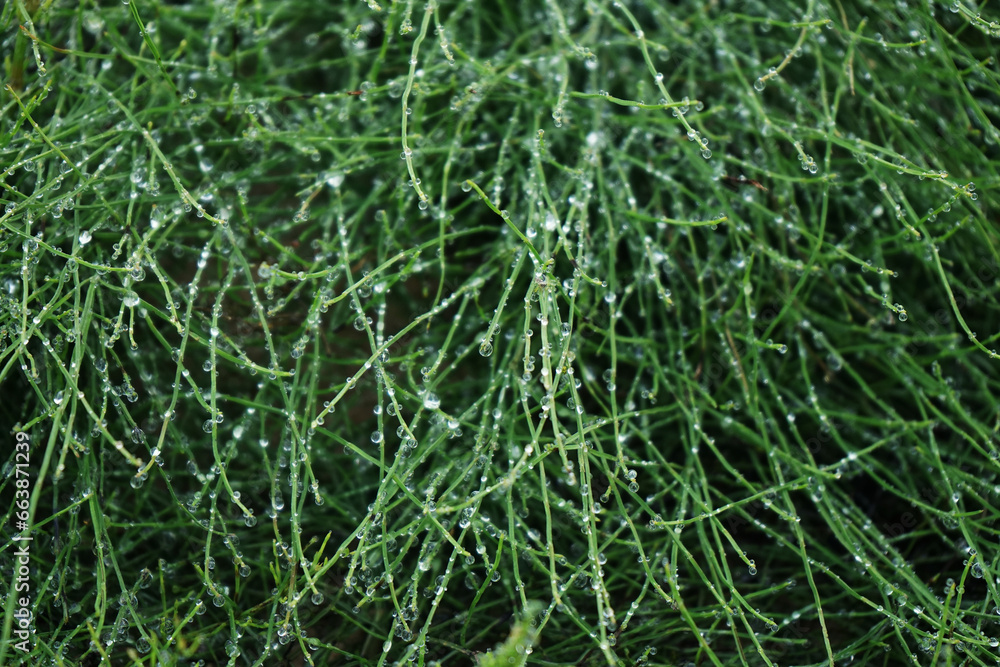 Long forest grass in raindrops Long forest grass in raindrops