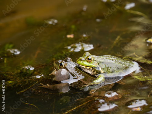 Male Marsh Frog Bellowing in a Pond
