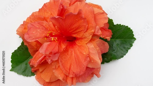 Beautiful blossom orange hibiscus on white rotating.
