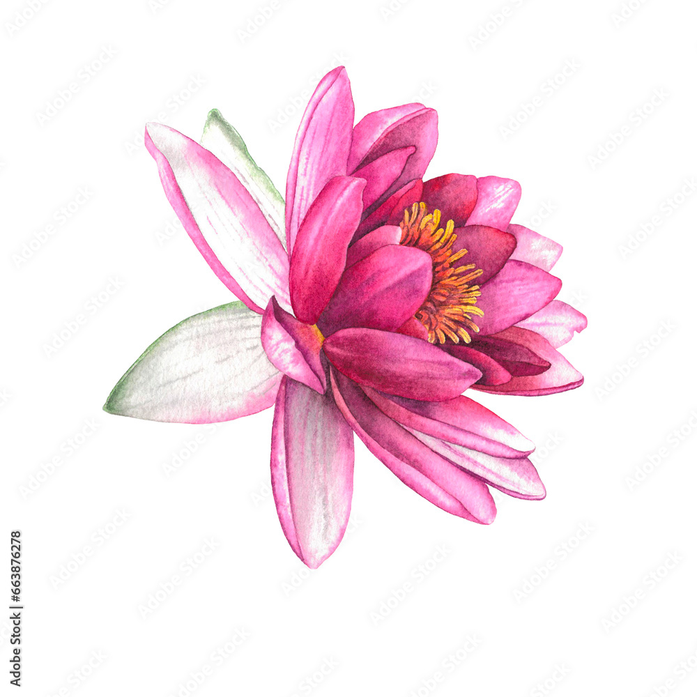 Water lilies. Hand drawn watercolor illustration of pink flowers and green leaves on white isolated background. Botanical painting suitable for Wedding Invitation, save the date or greeting card