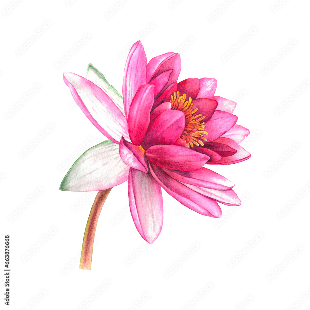 Fototapeta premium Water lilies. Hand drawn watercolor illustration of pink flowers and green leaves on white isolated background. Botanical painting suitable for Wedding Invitation, save the date or greeting card