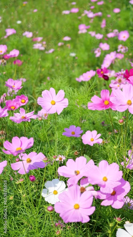 Cosmos blooming in the park Cosmos blooming in the park