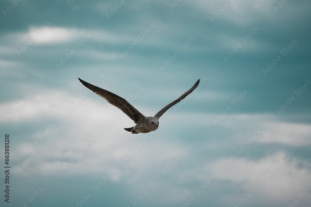 bird soaring through the sky, its wings stretched wide as it glides gracefully with the wind bird soaring through the sky, its wings stretched wide as it glides gracefully with the wind