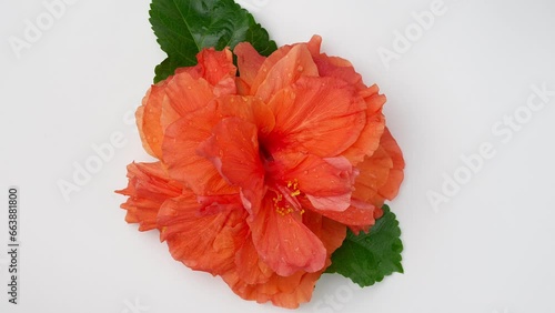 Top View beautiful orange hibiscus flower rotating on white background.