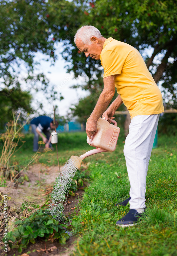 Old man watering strawberry scrubs in garden Old man watering strawberry scrubs in garden
