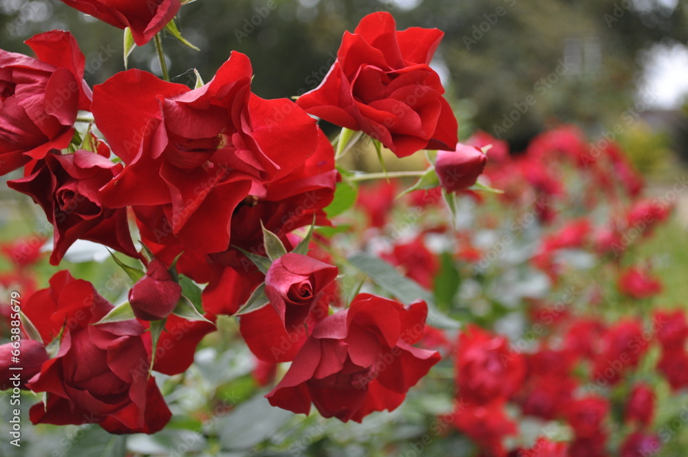 Crimson red roses