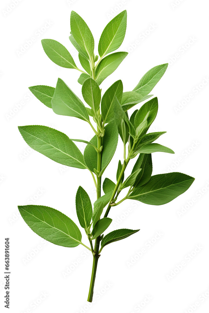 A branch of green leaves on a white background . Transparent PNG A branch of green leaves on a white background . Transparent PNG